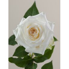 Роза Candlelight