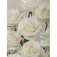 Роза Candlelight