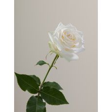 Роза Candlelight