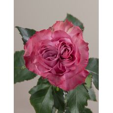 Роза Contry blue