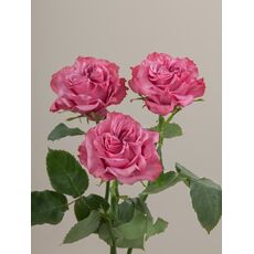 Роза Contry blue