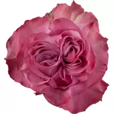 Роза Contry blue