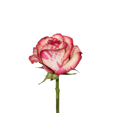 Роза magic times