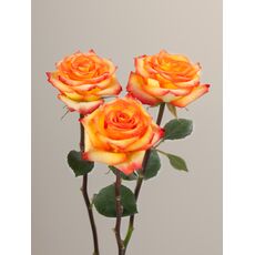 Роза High & magic