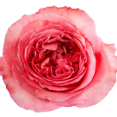 Роза Pink Xpression