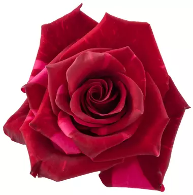 Роза Red panther