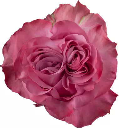 Роза Contry blue