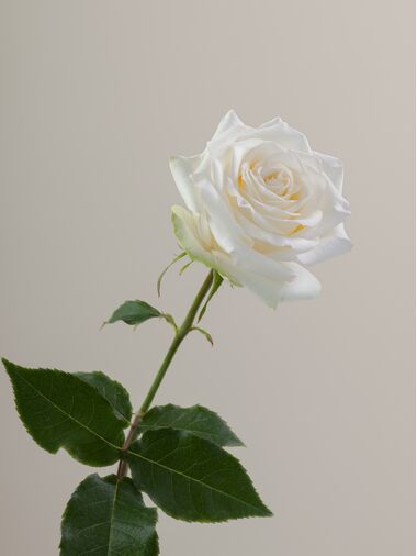 Роза Candlelight