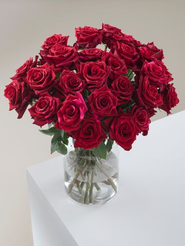 Роза Red panther