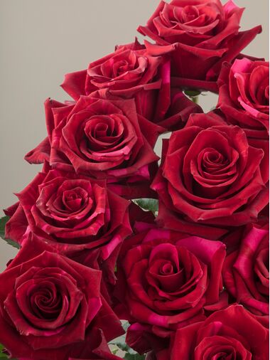 Роза Red panther