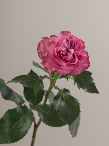 Роза Contry blue