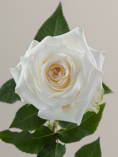 Роза Candlelight