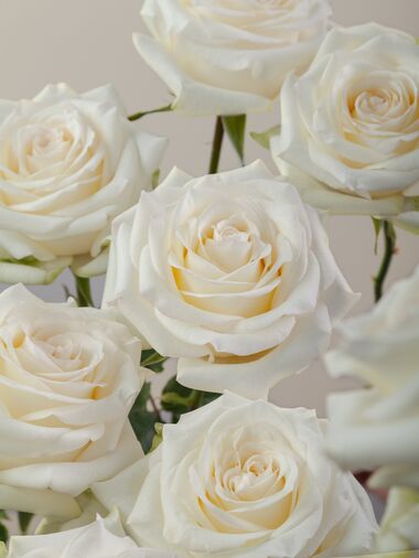 Роза Candlelight