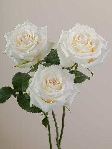 Роза Candlelight