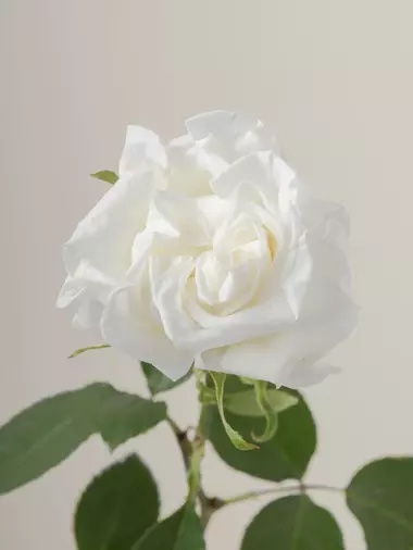 Роза Candlelight