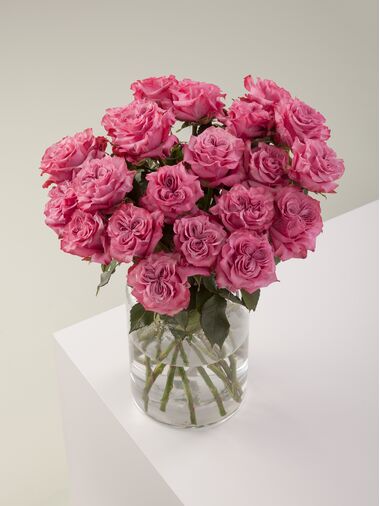 Роза Contry blue