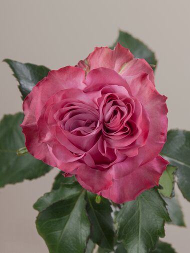 Роза Contry blue