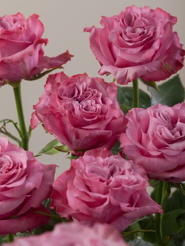 Роза Contry blue