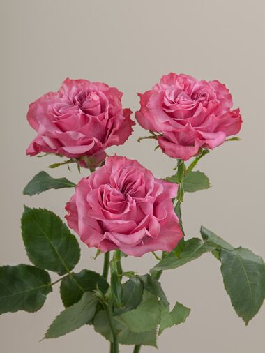 Роза Contry blue