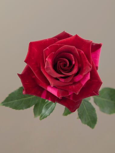 Роза Red panther