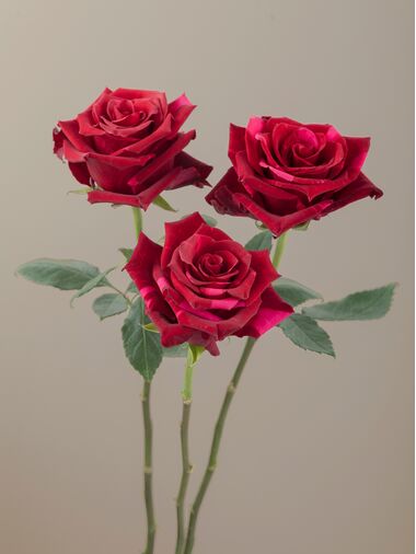 Роза Red panther