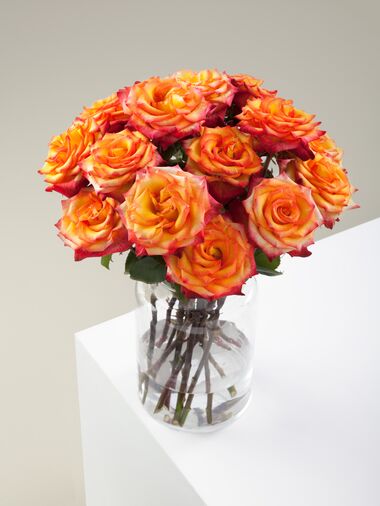 Роза High & magic