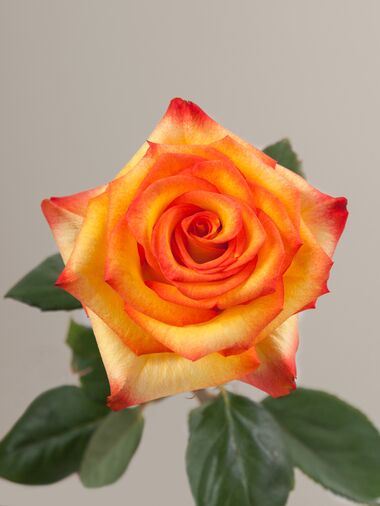 Роза High & magic