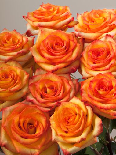 Роза High & magic