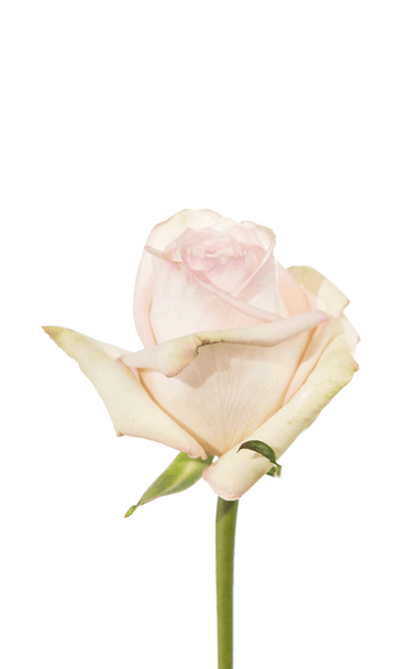 Роза white ohara