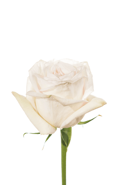 Роза white ohara