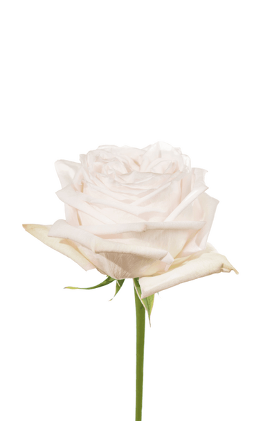 Роза white ohara