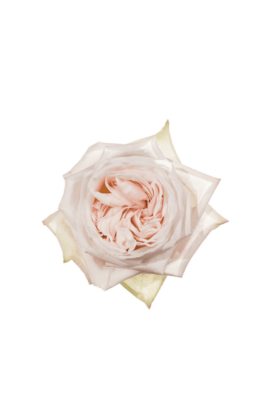 Роза white ohara